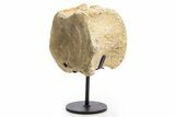 Fossil Hadrosaur Vertebra Centrum w/ Metal Stand - South Dakota #335487-1
